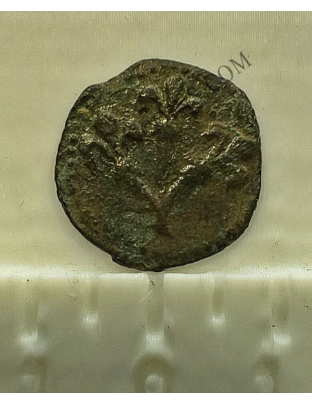Lote de  3 Variantes  de la moneda de 1 Pugesa de  Lérida (Lleida) S. XVI Carlos I 